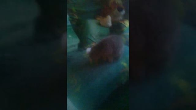 Моя Кошка ест Горох (Roblox_proGaimer LOL смотреть онлайн