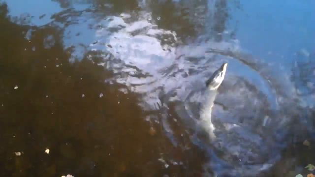 Щуча на спиннинг на съедобную резину смотреть онлайн