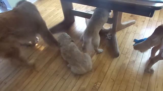 Ginger Baby's Born June 20,2013