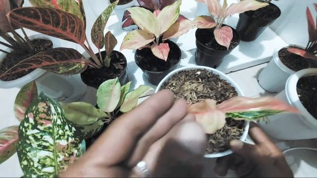 Sale Aglonema Saiful Nursery смотреть онлайн