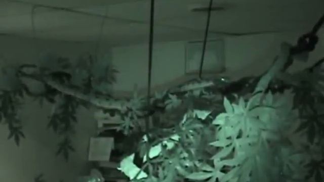 Boa & Python Hunt Prey On Night Vision TRAILER смотреть онлайн