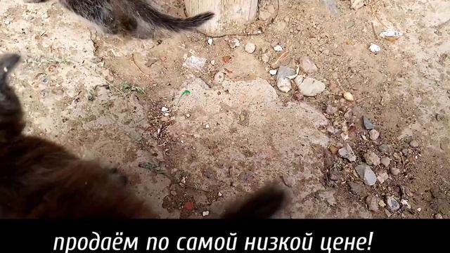 КОТЯТА АЛИСКИ смотреть онлайн
