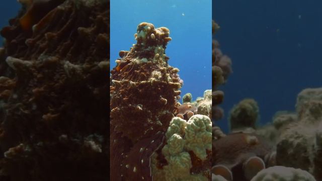 Big Blue Octopus (Octopus cyanea). смотреть онлайн