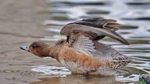 Голоса птиц: свиязь