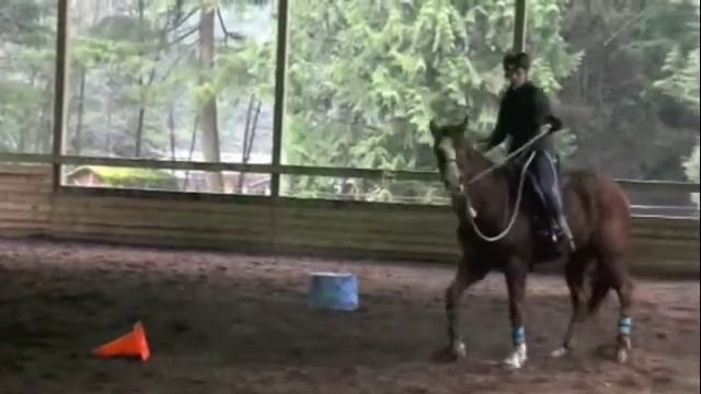 Sydney and Tango Video Coaching 1-29-12 Part 2 смотреть онлайн