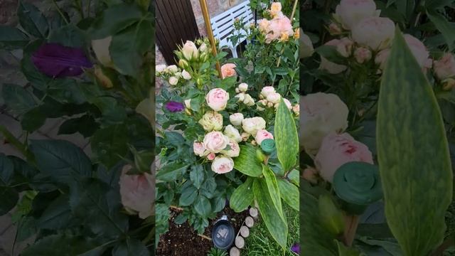 Роза Lovely Rokoko 18.06.23