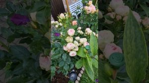 Роза Lovely Rokoko 18.06.23