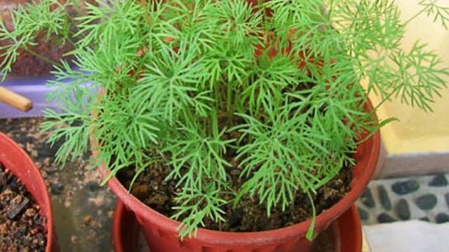 Как выращивать укроп на подоконнике смотреть онлайн