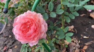 Розы Д.Остина. Больше 30 сортов.