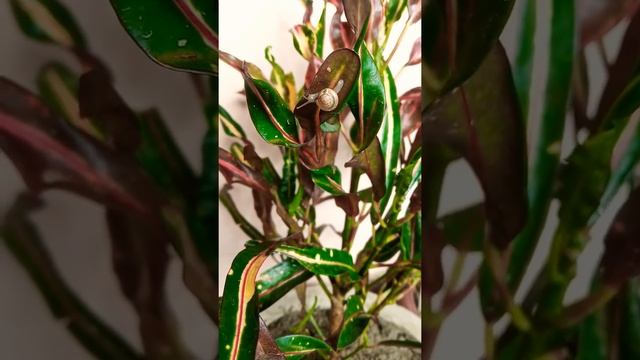 Little Snail ? " Gastropoda" on Mammy Croton Plant ?. смотреть онлайн