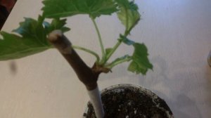 Черенки винограда посажены.Как вырастить вегетирующие саженцы. Полив Формировка