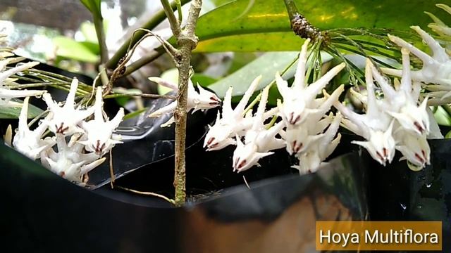 MENGENALI HOYA MULTIFLORA & LASIANTHA смотреть онлайн