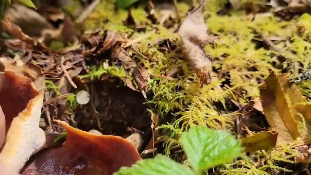 A Mushroom Foraging Walk For Beginners Who Want To Learn About Mushrooms! смотреть онлайн