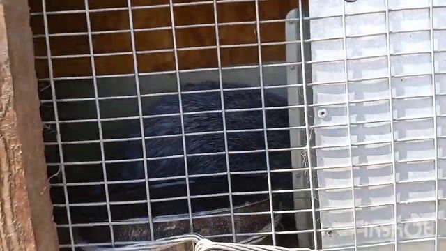 Кролики. Серебристые. Советское серебро. Полтавское серебро смотреть онлайн