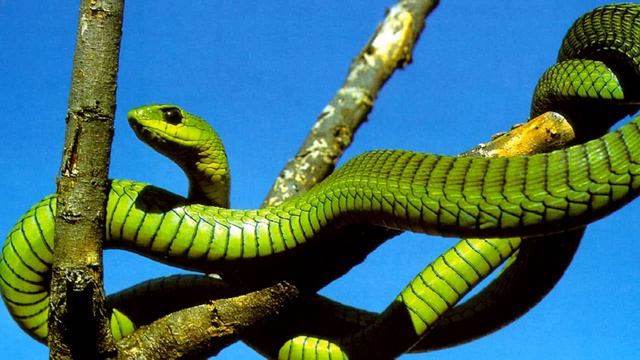 Змей Мира №7 - Бумсланг африканский / Dispholidus Typus