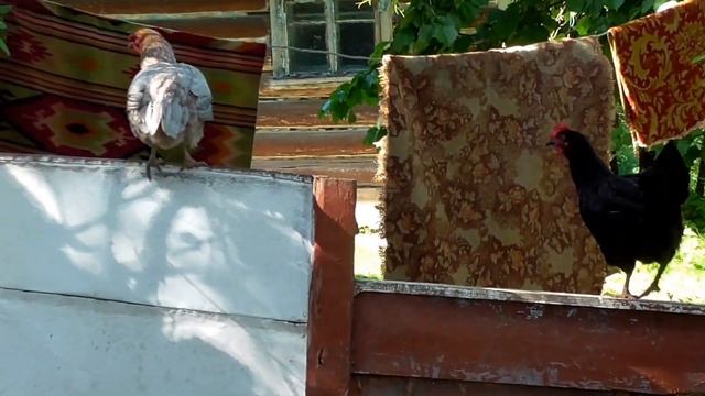 Куры прыгают кушать