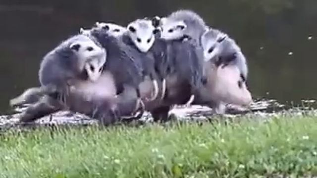 Мама опоссум. Mum opossum смотреть онлайн