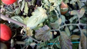 ??ТОМАТ НОВИЧОК РОЗОВЫЙ. Обзор сорта