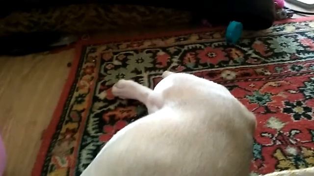 Бульдог танцует!?!!!!! смотреть онлайн