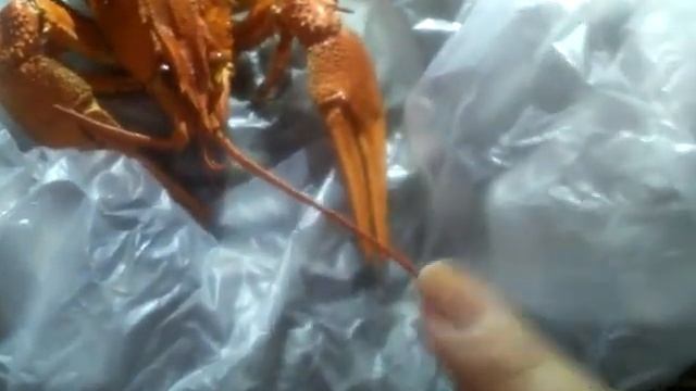 Копчёный рак у нас дома!!!! Я в шоке!!!!!!!!!!!!!!!! КАКТУС ТИВИ смотреть онлайн