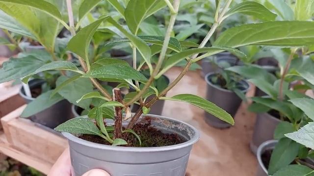 Продаю классные ГОРТЕНЗИИ. Самые - самые !!! смотреть онлайн