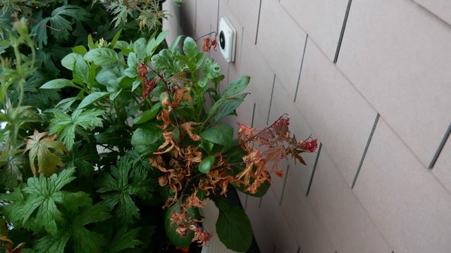 Tour Jardin Terraza - Julio 2019 (Wisteria floribunda, Rosa, Clematis, Lupinus mutabilis, Heuchera) смотреть онлайн