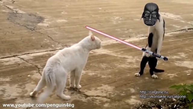 Коты которые дерутся с друг другом смотреть онлайн