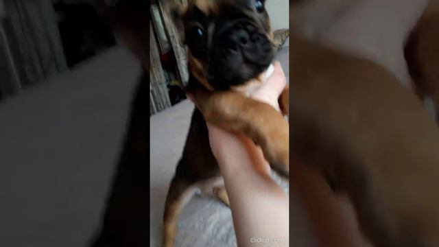 Самые красивые и воспитанные щенки французского бульдога смотреть онлайн