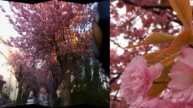 Сакура. Sakura. Релакс. Relax. Медитация. Meditation. Цветы. Flowers. Весна. Spring.