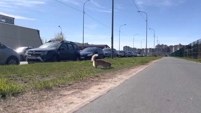 ЛАЙФХАКИ ПО ВОСПИТАНИЮ ЛЮДЕЙ! / Dog vlog / Корги Рокки (говорящая собака)? смотреть онлайн