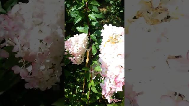 Моя любимая гортензия(продолжение) смотреть онлайн