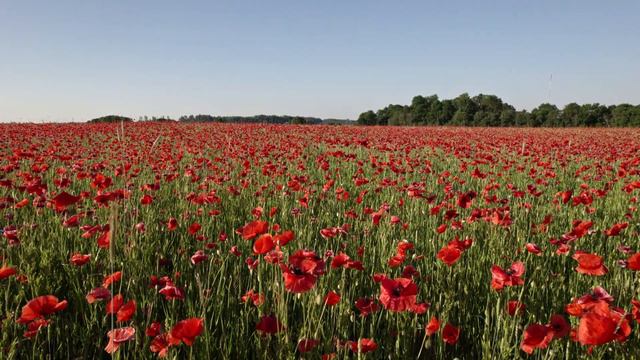 Moonipõld. Padaorg. Маковое поле в Падаорге. Poppy field. 26.06.2022 смотреть онлайн