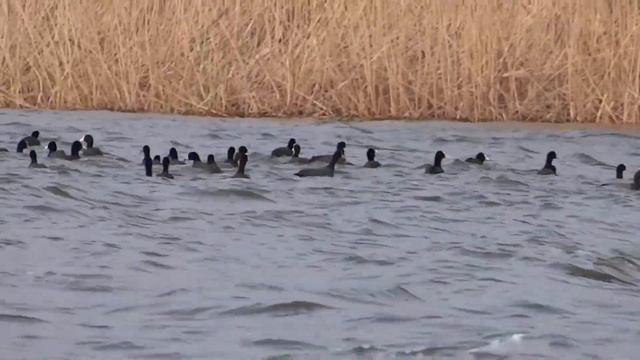 Весенняя рыбалка на щуку. Котлеты из щуки смотреть онлайн