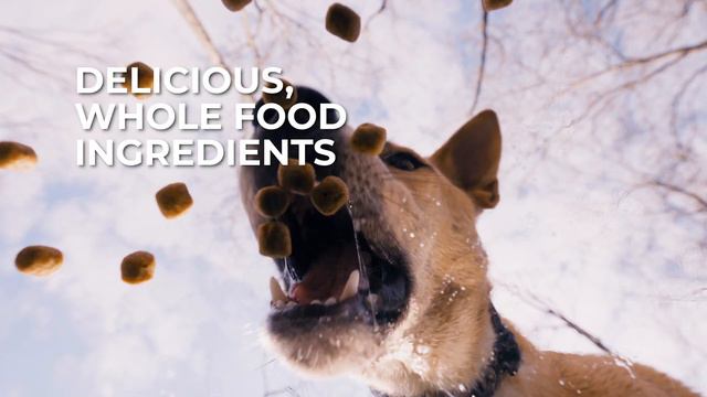 Cruelty Free Dog Food | Wild Earth Vegan & Plant Based Dog Food смотреть онлайн