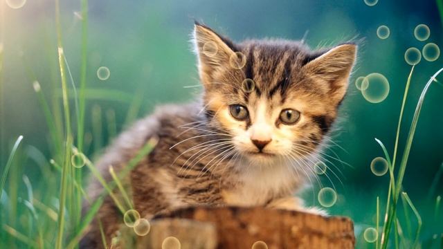 Посвящение котёнку, на стихи Алексея Кравченко. Читает Анастасия Забродина. смотреть онлайн