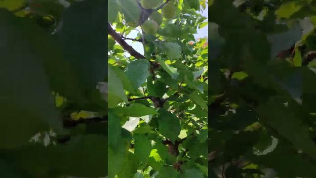 Абрикос "ПРИЦИЯ" 2023г. смотреть онлайн