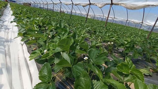 КЛУБНИКА. КЛЕЩ.ЛИЧИКА ХРУЩА.ВРЕДИТЕЛИ. смотреть онлайн