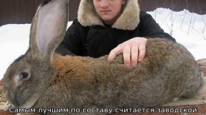 Кролики Ризен