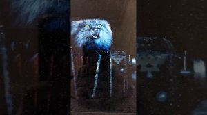 песня два маленьких котёнка (полностью)