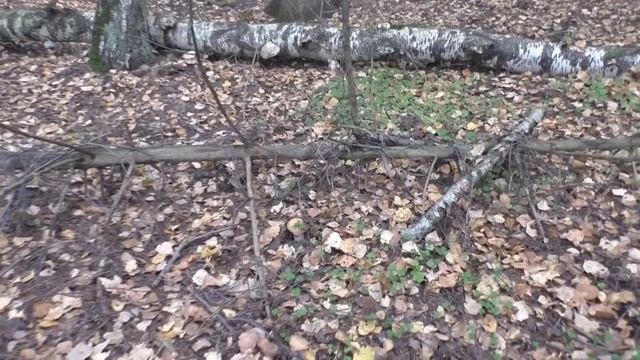 Дождей нет но грибы растут! Поход за грибами! Тихая охота 2023 года продолжается! смотреть онлайн