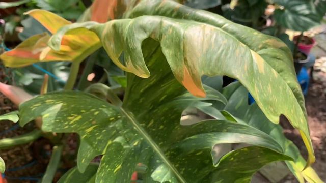Philodendron Ring Of Fire смотреть онлайн