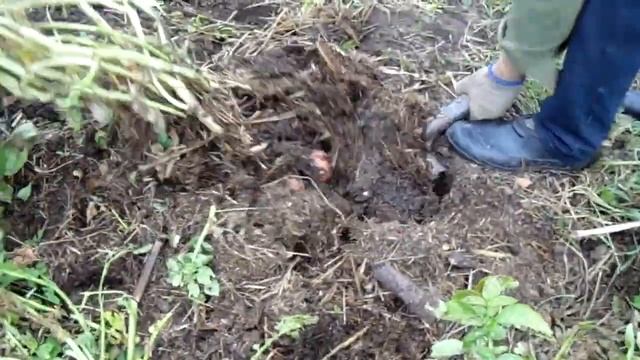 Копаем картошку. 8 сентября. смотреть онлайн