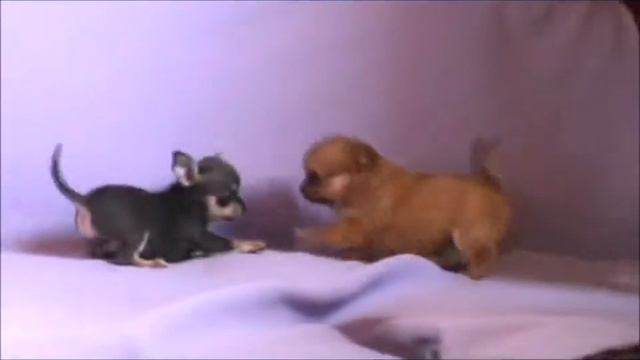 Chihuahua Этэй 1.5 месяца. смотреть онлайн