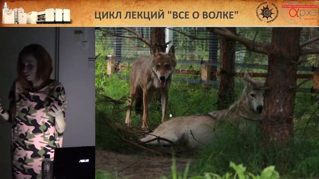 Анастасия Тиханкина: Волк в мире человека и в природе смотреть онлайн