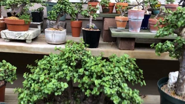 Little Jade Bonsai Partial Backyard Garden Tour of Portulacaria Afra (Dwarf Jade) смотреть онлайн