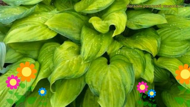 Хоста гибридная Гуакамоле. Краткий обзор, описание характеристик hosta hybrida Guacamole смотреть онлайн