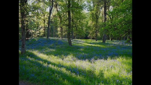 The Fuji GFX 100S Images From A Magical Forest!!! смотреть онлайн