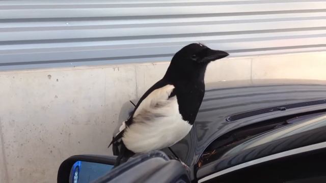 Нарвская достопримечательность смотреть онлайн