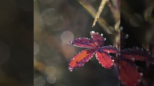 ОСЕННЯЯ ПЕСЕНКА