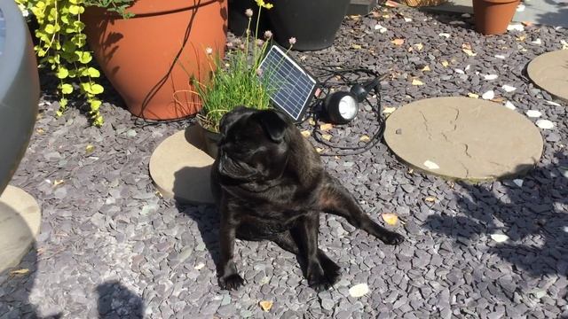 Today’s Cut Flowers | Boscobel Rose by David Austin Roses with Mock Orange Philadelphus смотреть онлайн